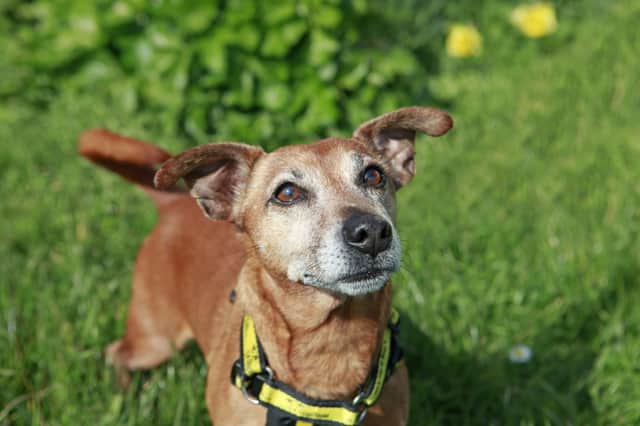 Meet Arnie – a fun-loving Jack Russell Terrier with an ‘infectious’ zest for life who is looking for a home.