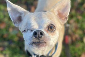 Romeo was handed in by his owner who is homeless and could not afford to look after him - he had a deflated right eye which had to be removed. The RSPCA said Romeo was a very worried boy when he first arrived but is starting to blossom and is much happier now he is no longer in discomfort with his eye. He will be looking for an experienced owner and a quiet home environment to allow him to settle. Romeo loves going for a walk and is an active boy. He has started to socialise with other dogs while in care and has made one friend. He can be a little vocal with dogs he doesn’t know and would prefer to be the only dog in the home as he will want all the attention to himself!
He is not suitable to live with children. Romeo is a new arrival who is still being assessed.