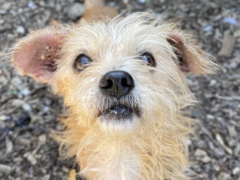 Eliza is described as a 'very sweet, friendly girl' who loves her food. She is clean in her kennel and enjoys her walks. She likes company and would be quite happy to spend half the day sitting on the sofa with someone. Eliza has some skin allergies that have been left untreated for a long time, according to the RSPCA. She is currently on medication to help her recover. She will need to continue to see the RSPCA's vet for a short time once adopted, so any new owner will need to live in travelling distance to the shelter.