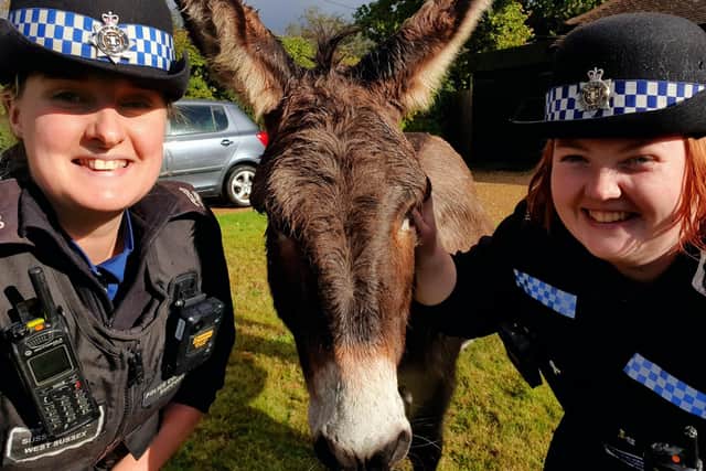 Two Police Community Support Officers helped roundup the wayward pair