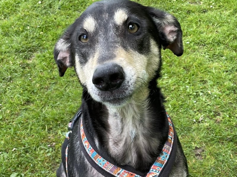 Scooby was picked up as a stray in poor condition, the RSPCA said. She is described as a very friendly, happy girl who seems very sociable with people. Scooby is young at heart and loves to play ball. She has been friendly with other dogs at the rescue centre, but will need a home without cats or small animals. Scooby may be able to live with teenage children who are experienced with dogs.