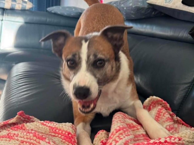 A rescue dog who spent nearly three years in kennels has found a loving home, after staff at a Sussex animal charity launched a daily TikTok campaign.