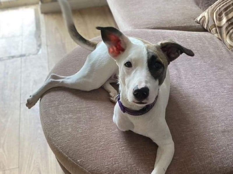 Scarlet was sadly dumped outside of a shelter, with 'one of her front legs hacked off', Rommie Rescue Sussex said. However, having three legs certainly doesn't hold her back as she loves her walks, and even a swim if given the chance. She would love a home with another dog of a similar size or larger for rough housing and to gain confidence from. Scarlet is a sweet and gentle natured girl, who understandably takes a little time to trust but once she does, she is a very loyal and loving girl.