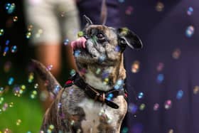 A dog enjoying the bubbles