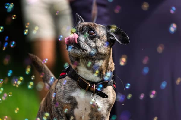 A dog enjoying the bubbles