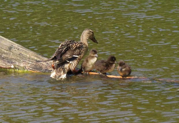 Mallard mum with tufted ducklings at Arundel Wetland Centre.