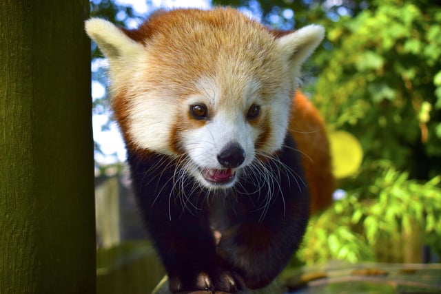 Have a look at Drusilla's famous lemurs and red panda whilst enjoying some of the rides that the adventure park has to offer.