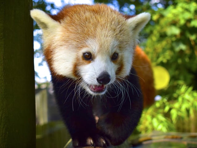 Have a look at Drusilla's famous lemurs and red panda whilst enjoying some of the rides that the adventure park has to offer.