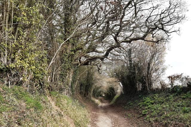 The magical holloway on the walk to Halnaker Hill on the Windmill Trail