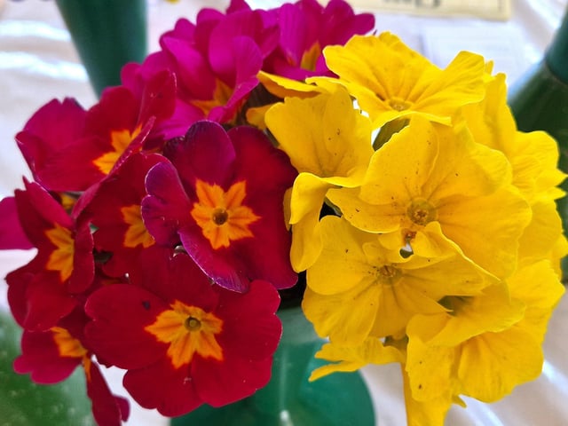 Primroses