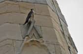 Peregrine falcon on Christchurch, St Leonards