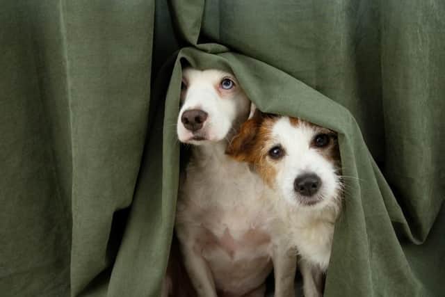 Almost half (45 per cent) of dogs in the UK are scared of fireworks. Photo: Shutterstock