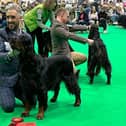 Ben and Finlay at Crufts 2024 - Slobber & Chops/ Animal News Agency.
