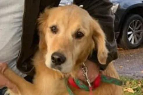 Ned was abandoned, starving, and struggling to survive. Happy Paws got to him just in time and he’s now thriving with a wonderful family.