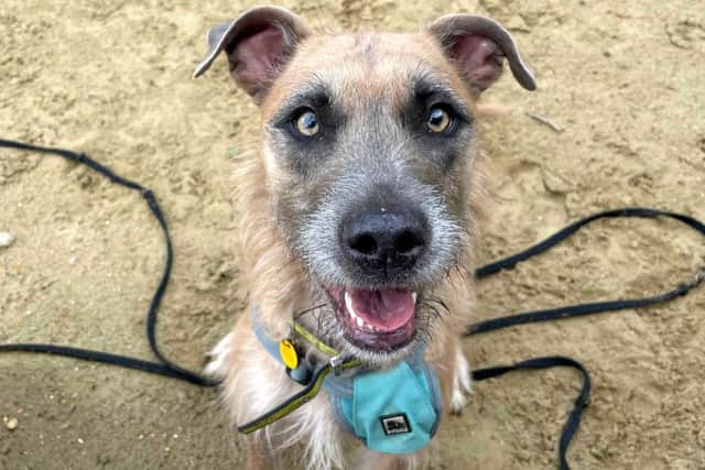 Ava, a lurcher at Dogs Trust Shoreham, is looking for a new home.