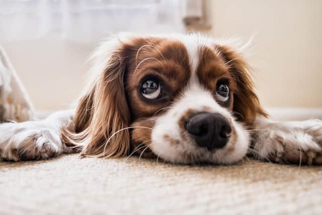 Dog-friendly hotels in Sussex. Credit: PicsbyFran, Pixabay.
