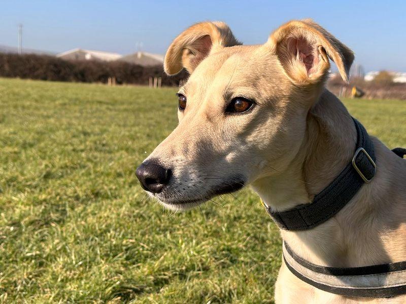Harry is an energetic Lurcher, seeking equally active adopters who could offer him consistency and routine, as well as an enriching life full of adventure. He adores the company of his favourite humans so would like a family who could dedicate lots of their time to him, while supporting him with his training. Harry will need to be the only pet, in a home where the youngest family members are in their older teens. It is essential that he has a garden of his own to burn off some steam and enjoy off-lead zoomies.