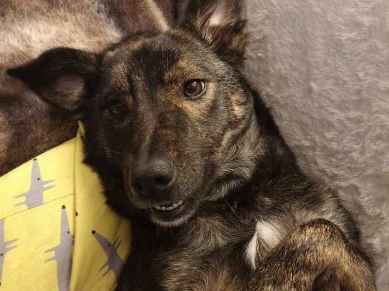 Rommie Rescue Sussex said Seth is super affectionate and playful once he gets to know you. His two favourite things to do include playing with his toys and snoozing with his head against or on your lap. He'll often greet you by bringing you a toy when you come into the house. He can be nervous about new people coming into the house, but is improving and, with time and treats, slowly gets used to them. He requires some reactivity training as he can react to dogs on walks, or when they walk past the house.