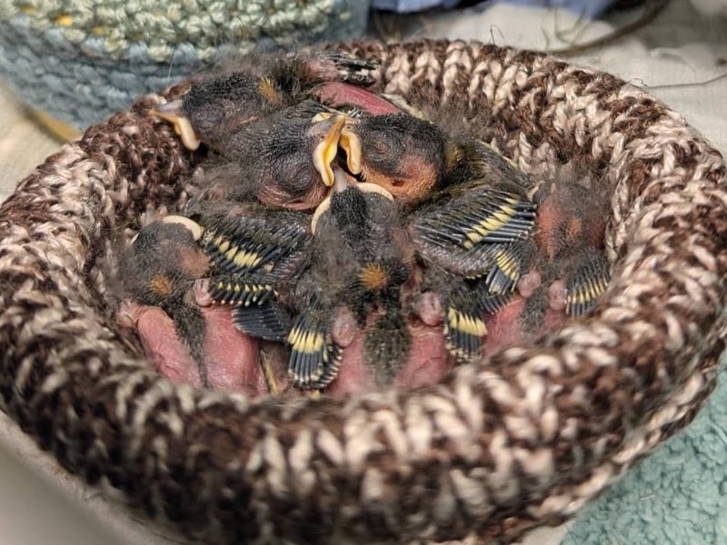 Goldfinch chicks