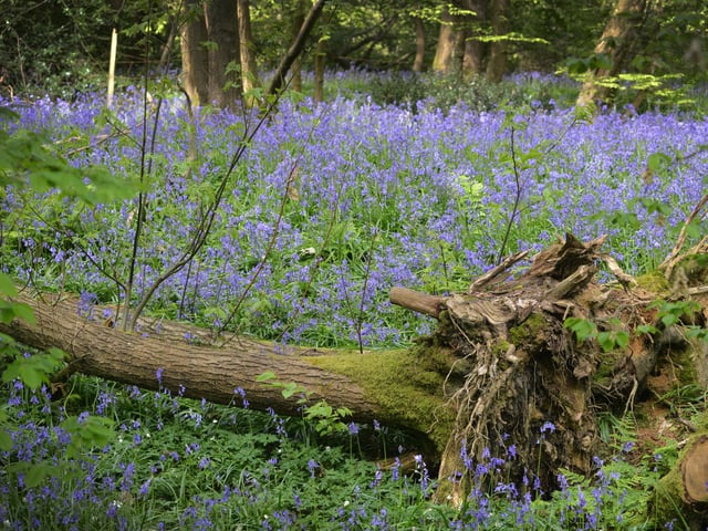 Arlington Bluebell Walk 2024. Photo taken on April 30.