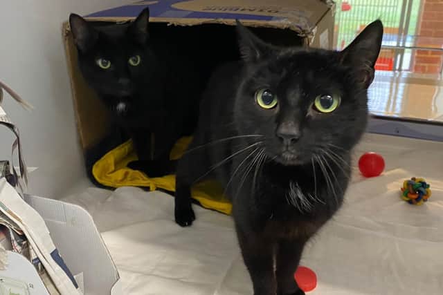 Elsa and Anna were found dumped in a box at the side of a road in Sussex.
