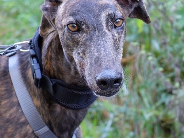 Charlie is an endearing ex-racing Greyhound whose racing name 'Totally Charmed' fits him perfectly, according to the rescue. He’s a lovely gentle greyhound who has proved himself in foster, where he has completely come out of his shell. He’s best for families without boisterous children but would make an affectionate companion. The 'gentle soul' enjoys snoozing in bed and is 'impeccably trained' due to his past.