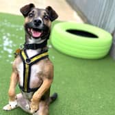 Meet Scrappy – a cheeky and playful rescue dog who is looking for a loving home in Sussex.