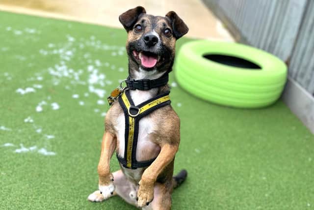 Meet Scrappy – a cheeky and playful rescue dog who is looking for a loving home in Sussex.