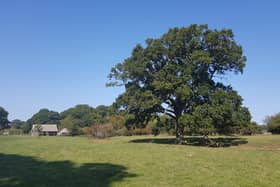 A new restaurant, cafe and shop is to open at the world-renowned Knepp Estate at Dial Post. Photo: Katherine Hollisey-McLean