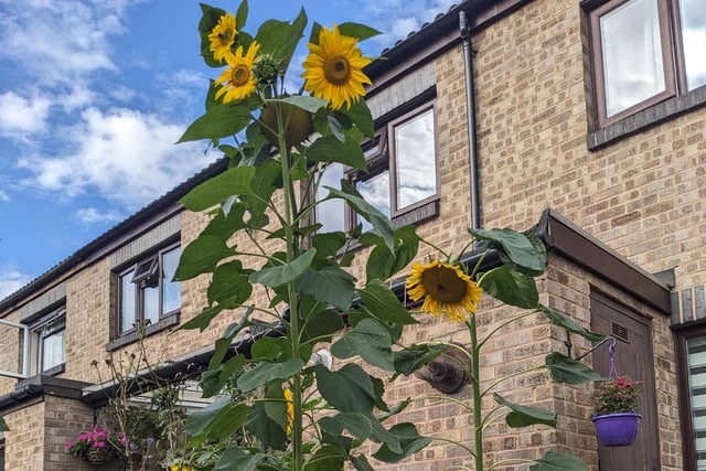The winner of Burgess Hill’s Tallest Sunflowers 2023 is Luca Turrini, of Chestnut Close