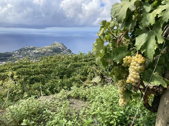 Biancolella grapes on the Frassitelli Vineyard, Casa d'Ambra, Ischia