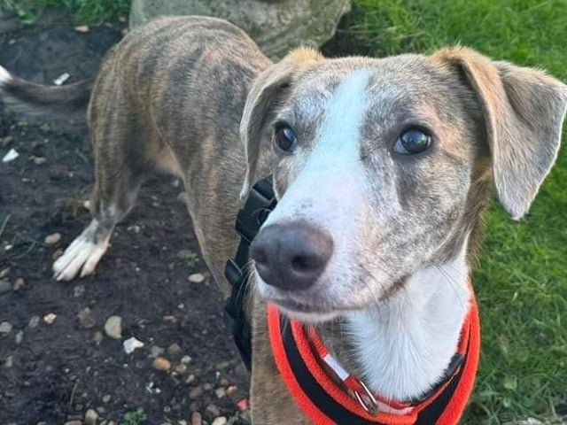 Louis is a young, shy and very sweet boy who has led a very secluded life to date and is a bit nervous of the wider world. He is looking for a calm and understanding family with at least one other dog and in a rural location. He is good on the lead, despite his nerves, and is almost fully housetrained. He has lived with other dogs and would really benefit from a older female dog to guide him and give him the confidence he currently lacks. He has not been tested with cats or children.