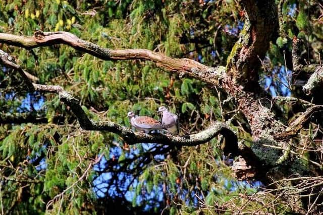 Turtle doves at South Downs National Park