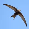Lewes Climate Hub is celebrating the return of the Swift bird to Lewes