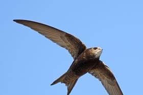 Lewes Climate Hub is celebrating the return of the Swift bird to Lewes