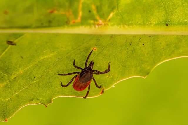 Lyme disease is a bacterial infection that can be spread to humans by infected ticks.