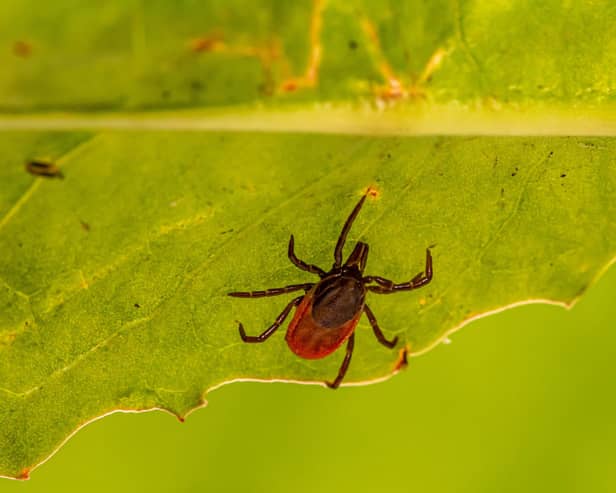 Lyme disease is a bacterial infection that can be spread to humans by infected ticks.