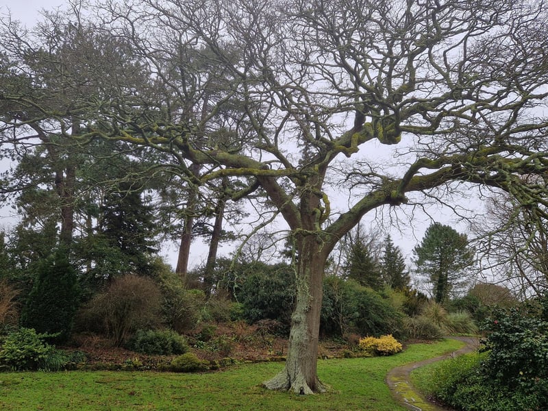 One of huge trees at the estate