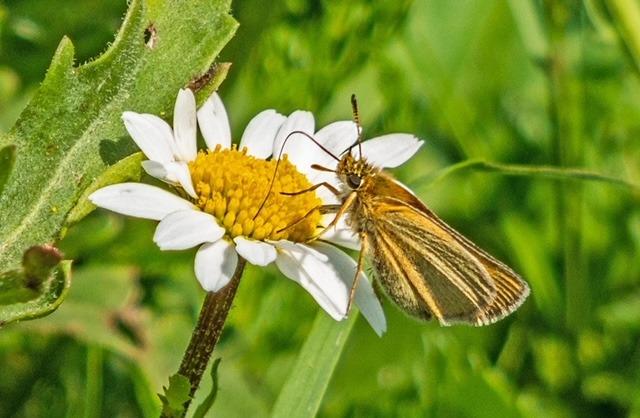 Wildlife in Combe Valley Country Park