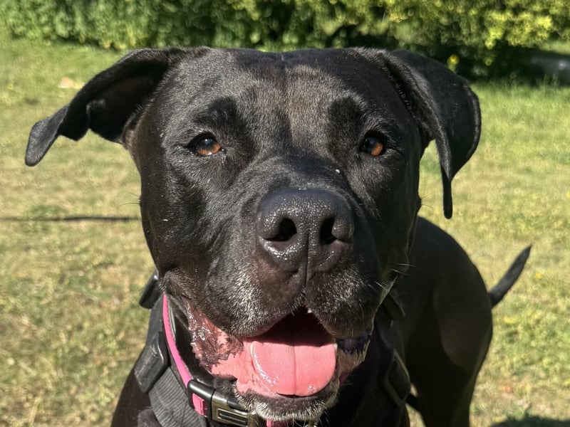 Raven is a very friendly, happy girl who loves to play with toys, especially a ball. She appears to be housetrained, knows sit, down and paw and walks very nicely on the lead. The RSPCA said she has a slight prey drive so would not be suitable to live with cats or small animals.