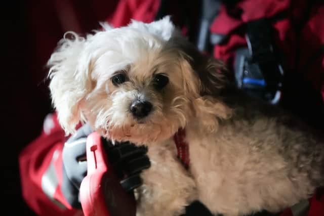 SAR for Lost Dogs CIC is asking for donations after severe flooding across West Sussex. Photo: Eddie Mitchell