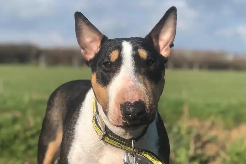 Motsi is a 'fun' dog who is looking for a new home with adopters who have experience of her breed and their 'quirks'. Dogs Trust saif she may be able to share her home with another dog, pending successful mixes at the rescue centre. However, Motsi cannot live with cats or other animals. She is looking for an adult-only home with no visiting children and is not suited to first time dog owners, according to Dogs Trust. Motsi would love a family who have plenty of time to dedicate to her. A home with minimal stairs is best for Motsi, she is on lifelong medication which will be discussed in more detail with her new adopters, Dogs Trust said.