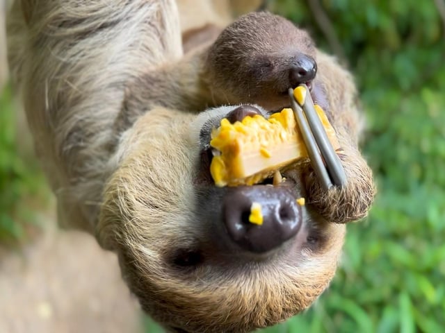 Baby sloth at Drusillas Park in East Sussex
