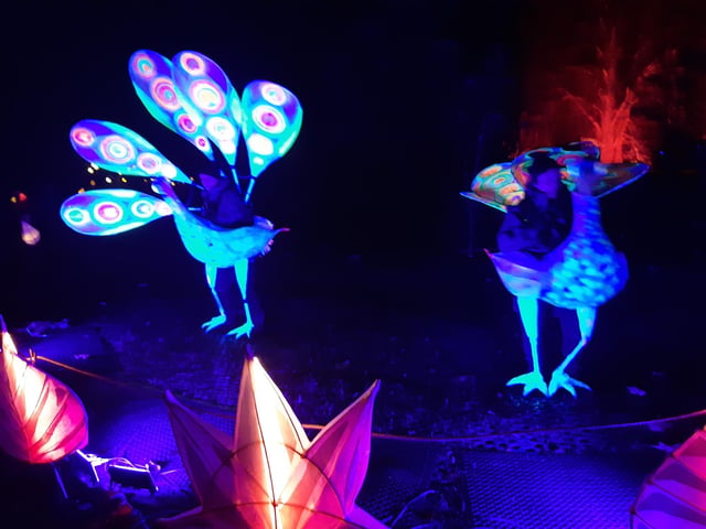 An enchanting winter lantern trail at Wakehurst Place