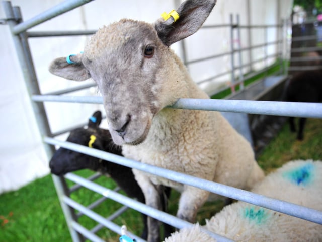 The South of England Show 2022 at Ardingly runs from Friday to Sunday, June 10-12