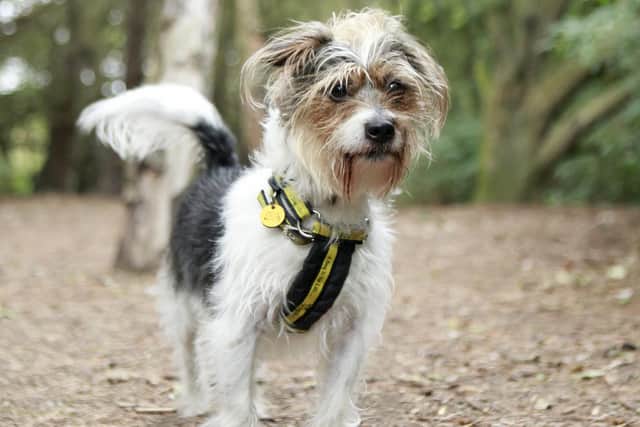 Charlie, a loveable terrier at Dogs Trust Shoreham, is looking for a new home.