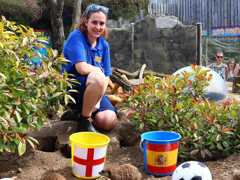 The meerkats favoured the England bucket