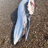 A dead whale was found on Littlehampton beach earlier today (February 09). Pictures: Eddie Mitchell