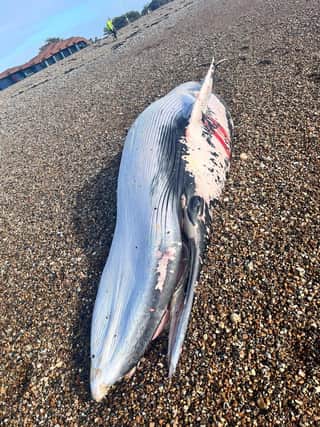 A dead whale was found on Littlehampton beach earlier today (February 09). Pictures: Eddie Mitchell