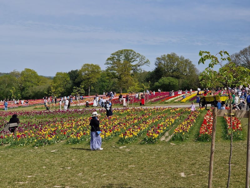 Tulleys Tulip Fest celebrates the arrival of spring with 1.5 million blooms in the fields